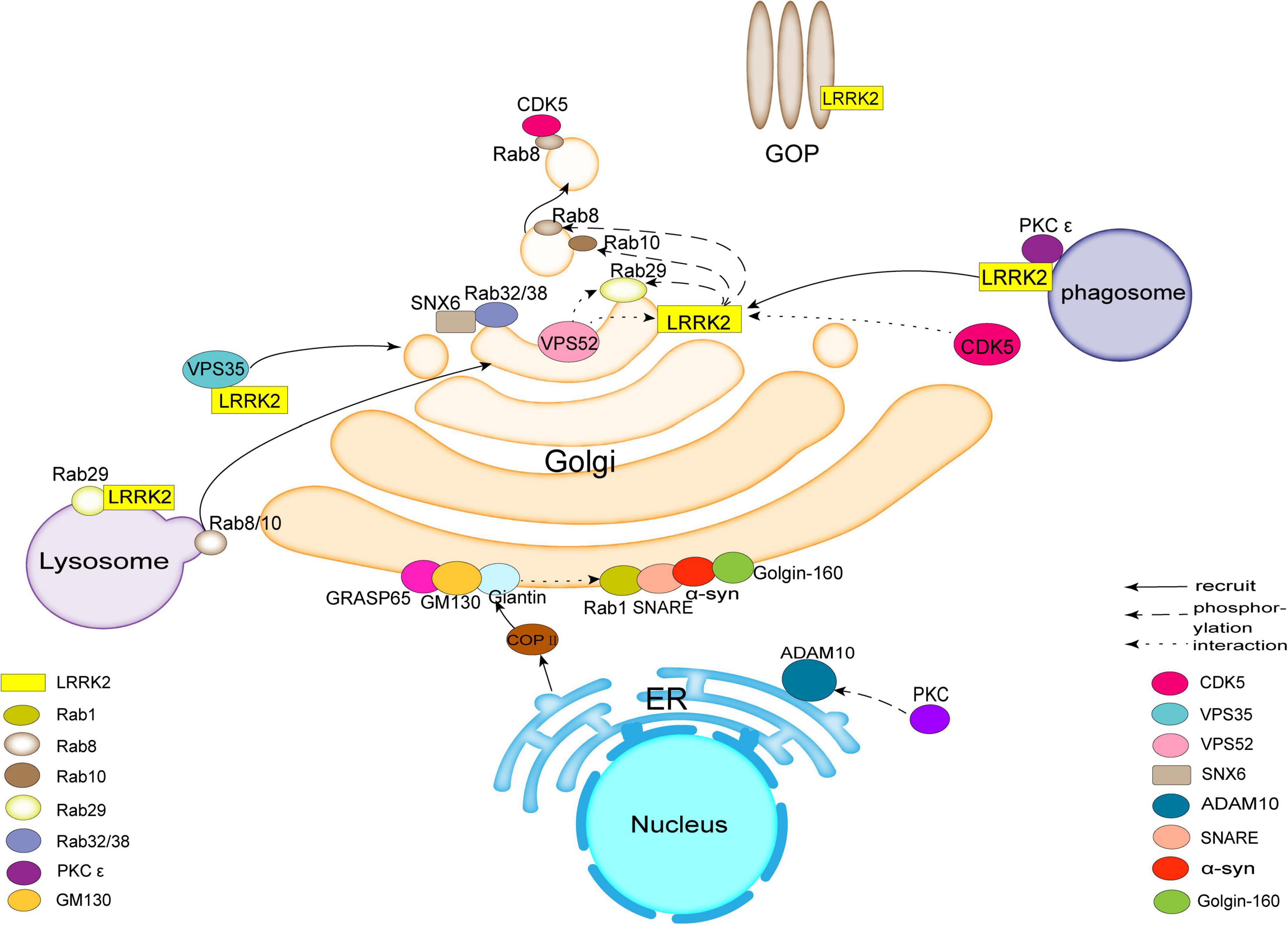 The function of Golgi apparatus in LRRK2-associated Parkinson’s disease